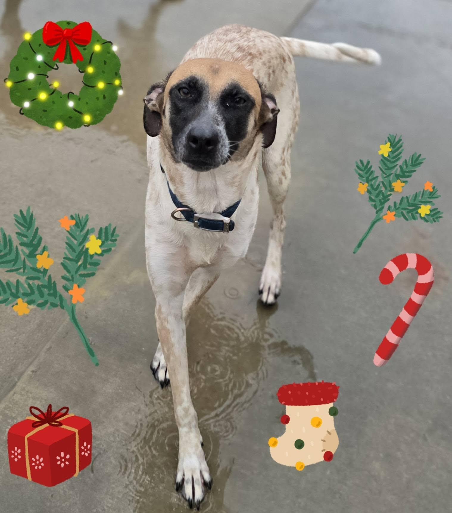 Freckles, ADOPTABLE, Adult Female Mixed Breed.