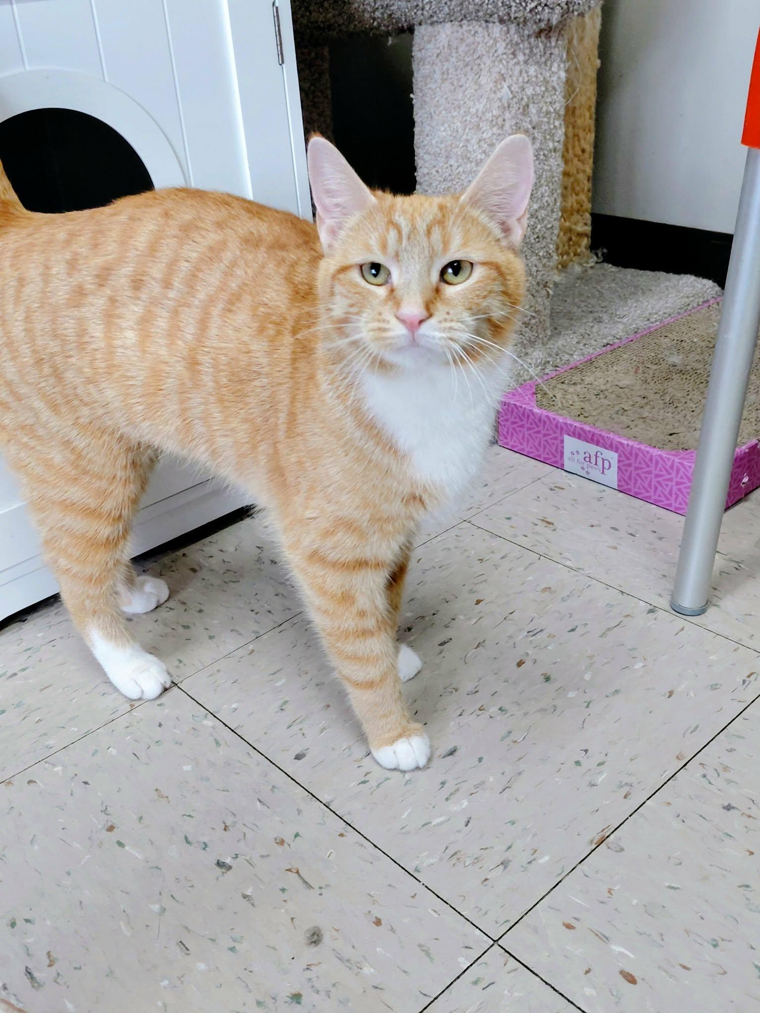 Enlarge Ginger, a Adoptable Domestic Short Hair in Onley, VA image 4/4