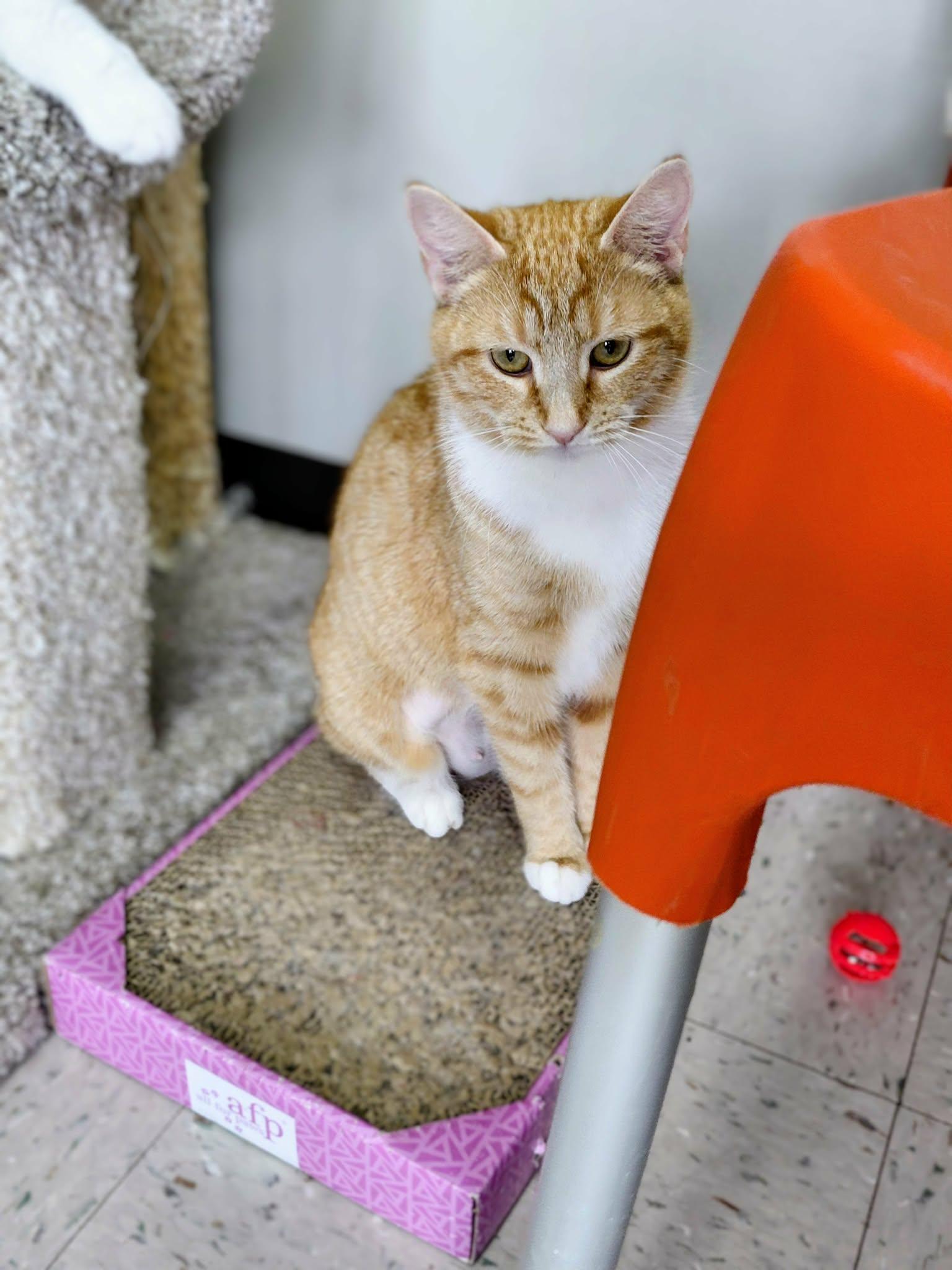 Enlarge Ginger, a Adoptable Domestic Short Hair in Onley, VA image 3/4