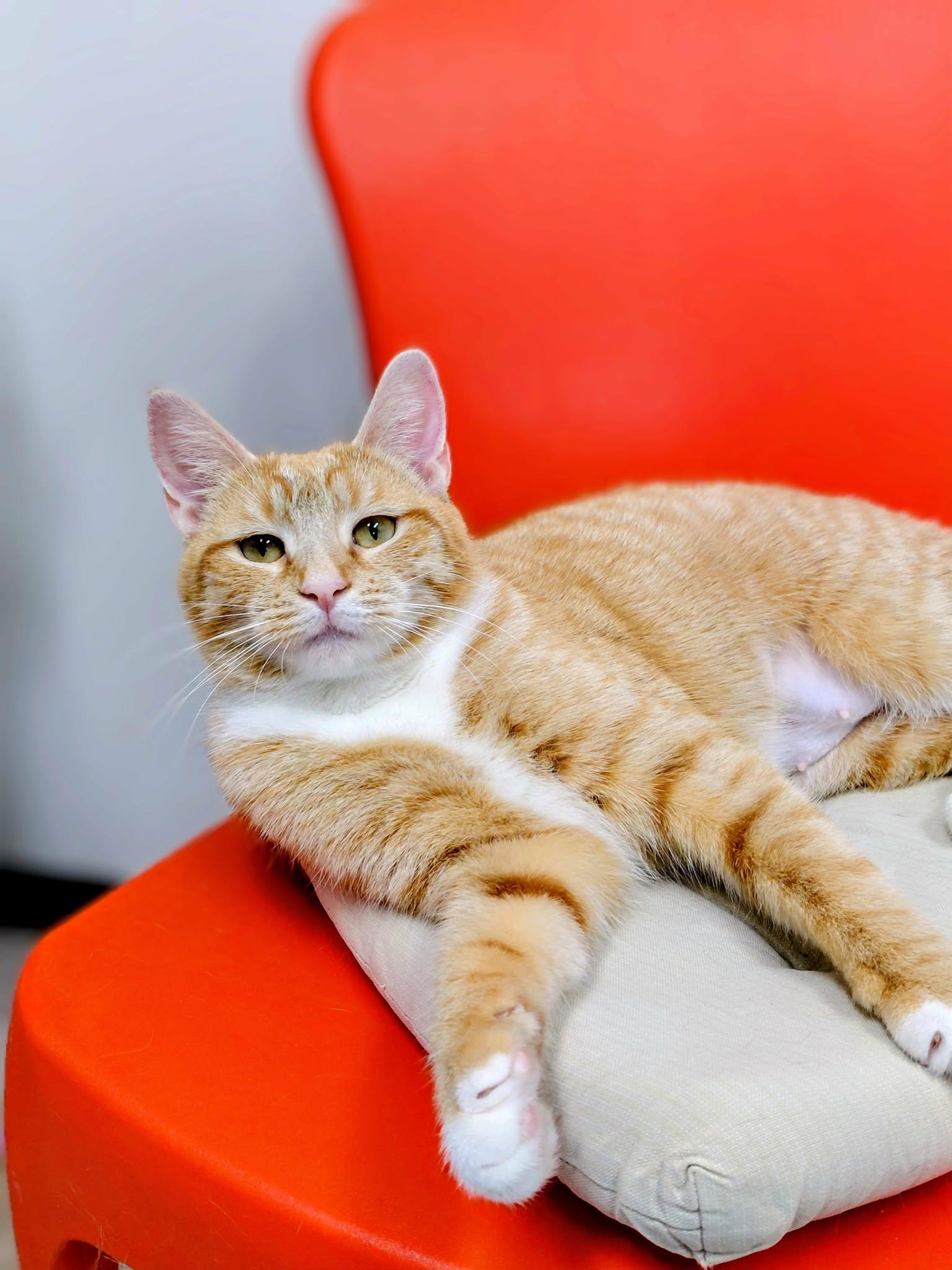 Enlarge Ginger, a Adoptable Domestic Short Hair in Onley, VA image 1/4