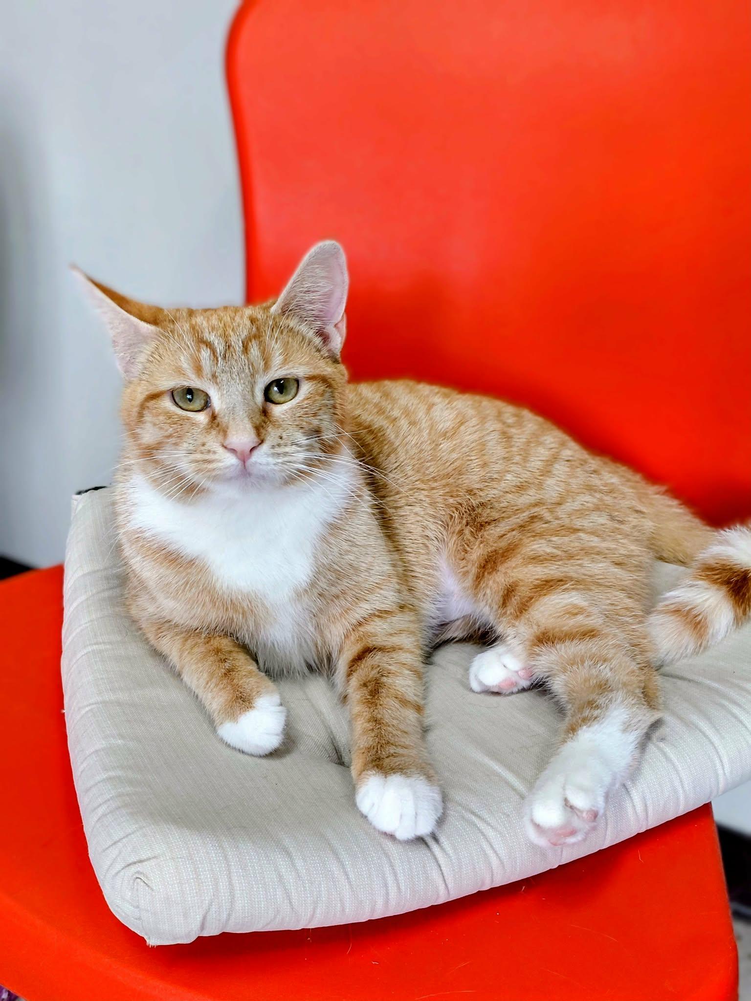 Enlarge Ginger, a Adoptable Domestic Short Hair in Onley, VA image 2/4
