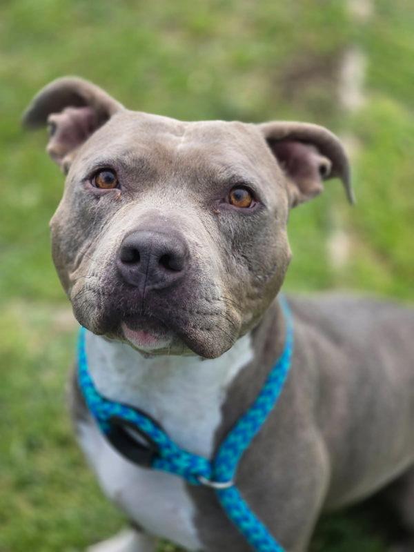 Enlarge Polly, a Adoptable mixed breed in Kennewick, WA image 1/1