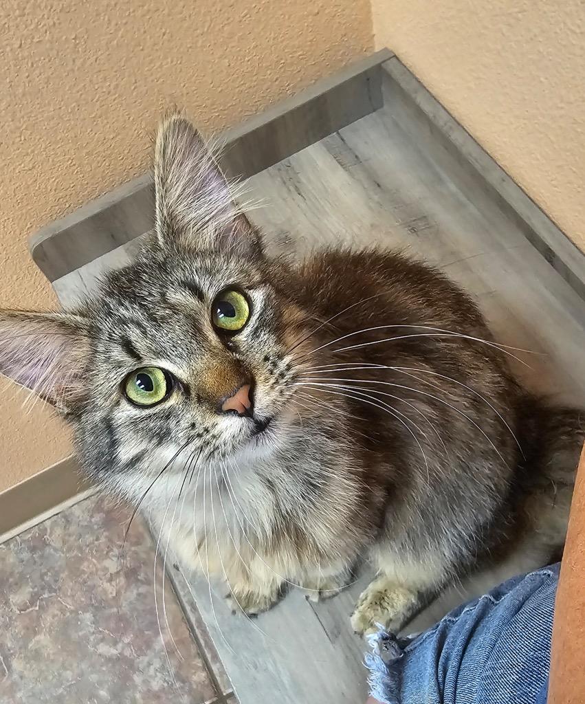 Enlarge Kitty Soft Paws, a Adoptable mixed breed in Spring, TX image 1/1