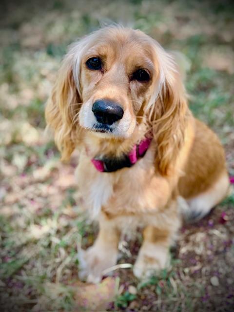 Flo, Adoptable, Young Female Cocker Spaniel.