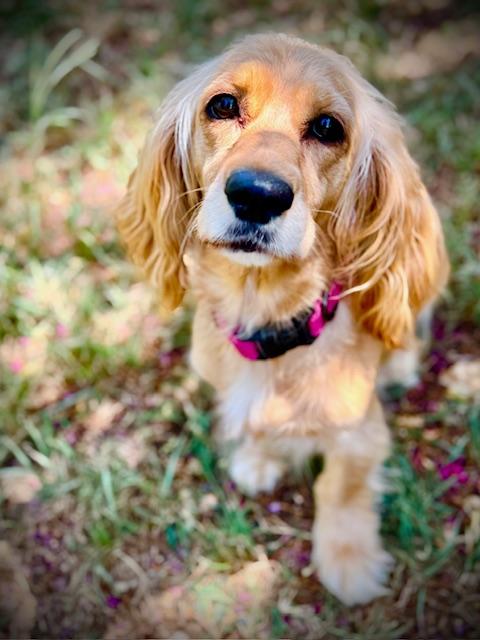 Flo, a Adoptable mixed breed in Austin, TX image 2/5