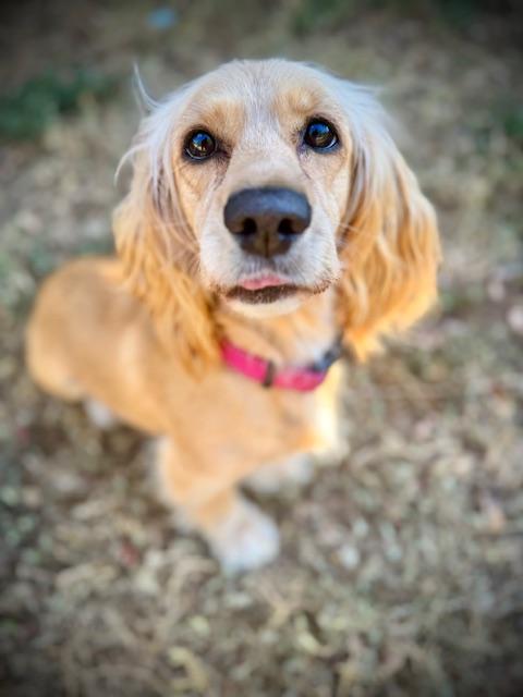 Flo, a Adoptable mixed breed in Austin, TX image 3/5