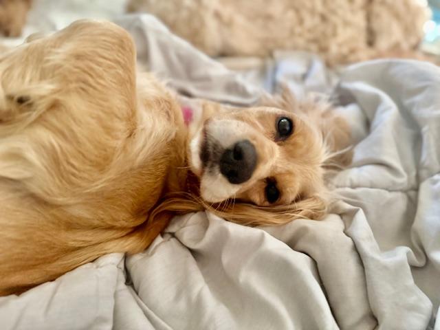 Flo, a Adoptable mixed breed in Austin, TX image 5/5