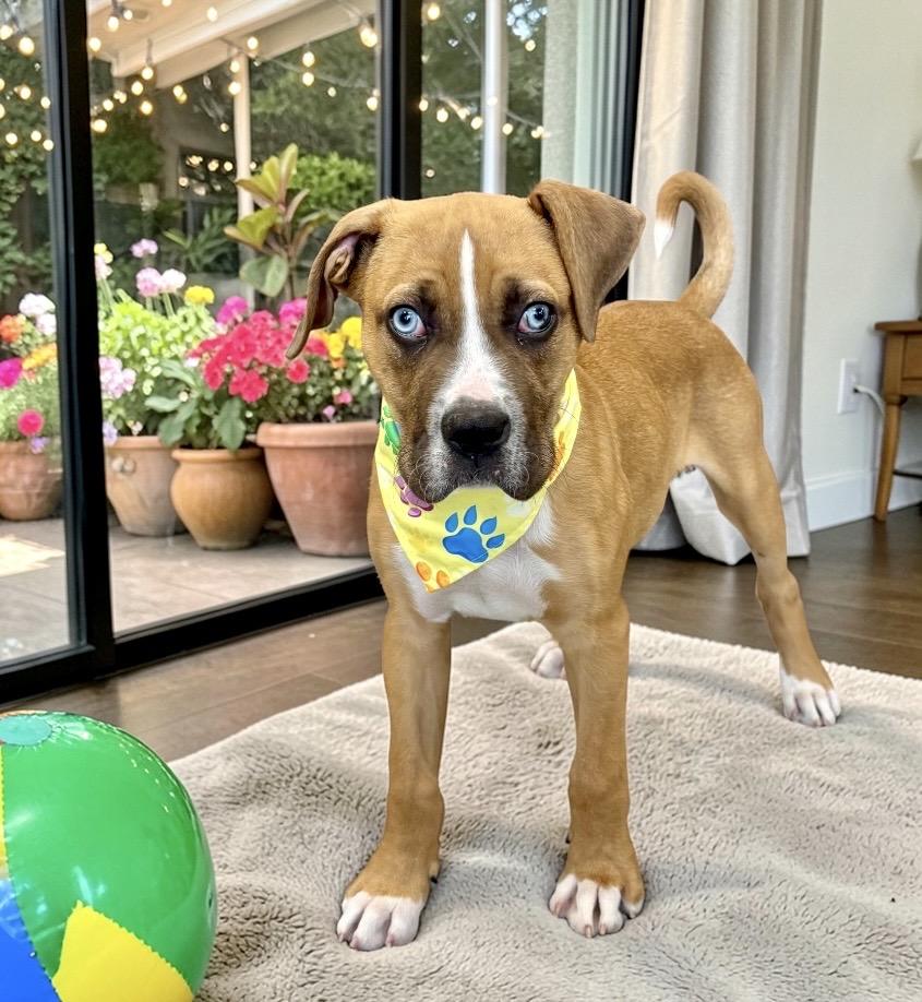 Enlarge Adilyn, a Adoptable mixed breed in Perry, IA image 5/6