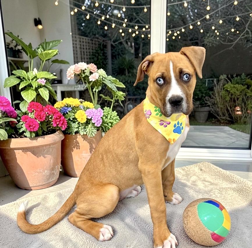 Enlarge Adilyn, a Adoptable mixed breed in Perry, IA image 6/6