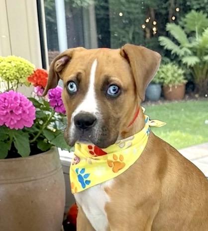 Enlarge Adilyn, a Adoptable mixed breed in Perry, IA image 1/6