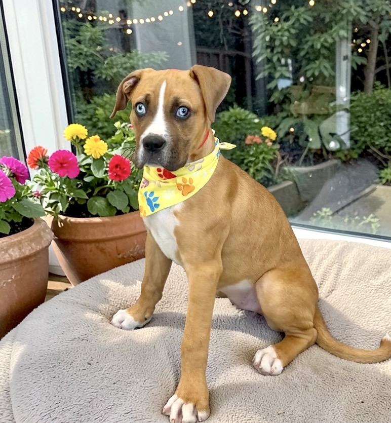 Enlarge Adilyn, a Adoptable mixed breed in Perry, IA image 4/6