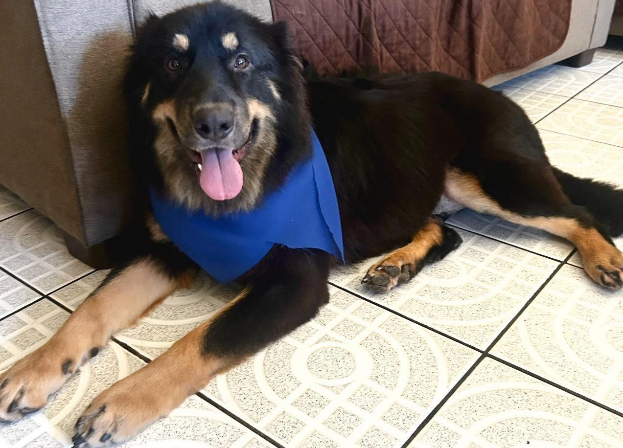 Toby available at Charlie's Little Dog House