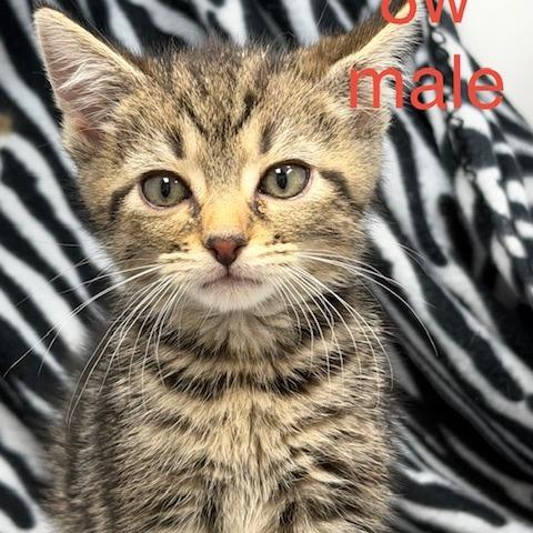 Kasey, Adoptable, Kitten Male Domestic Short Hair.