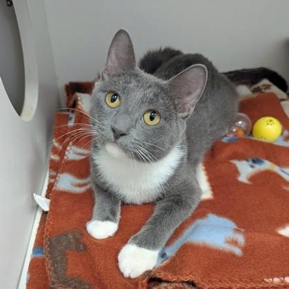 Enlarge Cerenia (Bashful Buddy), a Adoptable mixed breed in Wheaton, IL image 1/3
