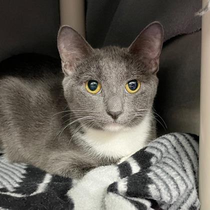 Enlarge Cerenia (Bashful Buddy), a Adoptable mixed breed in Wheaton, IL image 1/1