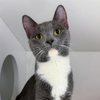 Enlarge Cerenia (Bashful Buddy), a Adoptable mixed breed in Wheaton, IL image 2/3