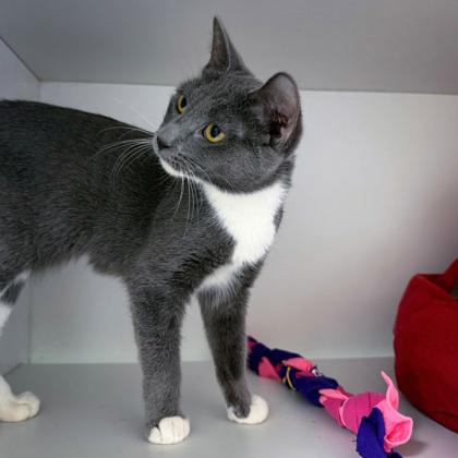 Enlarge Cerenia (Bashful Buddy), a Adoptable mixed breed in Wheaton, IL image 3/3