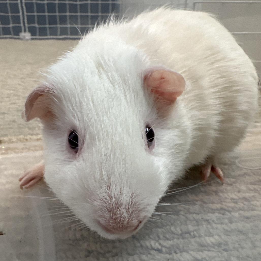 Harry Piggler (bonded with Ronald Pigsly), Adoptable, Young Male Guinea Pig.