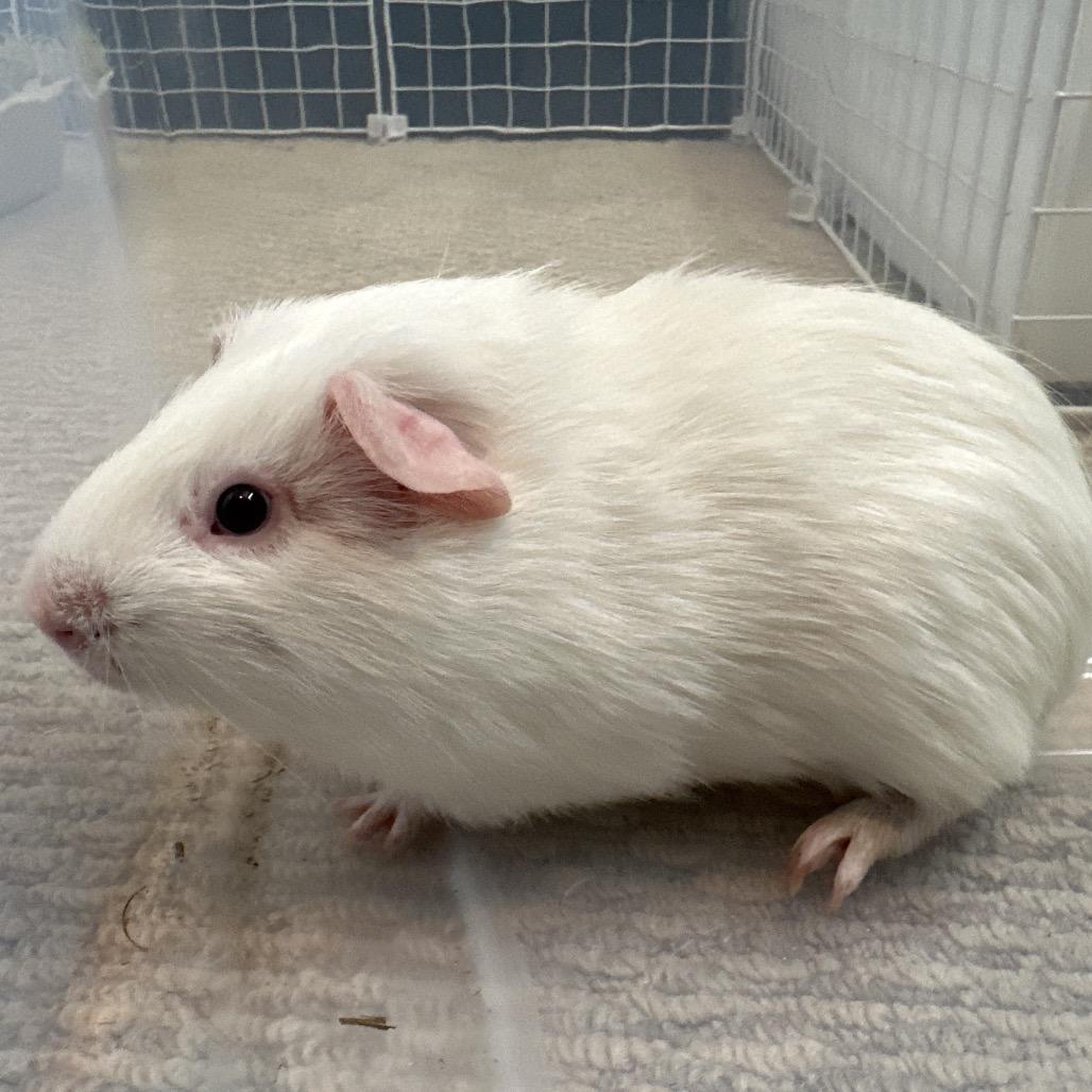 Enlarge Harry Piggler (bonded with Ronald Pigsly), a Adoptable Guinea Pig in Decatur, GA image 2/3