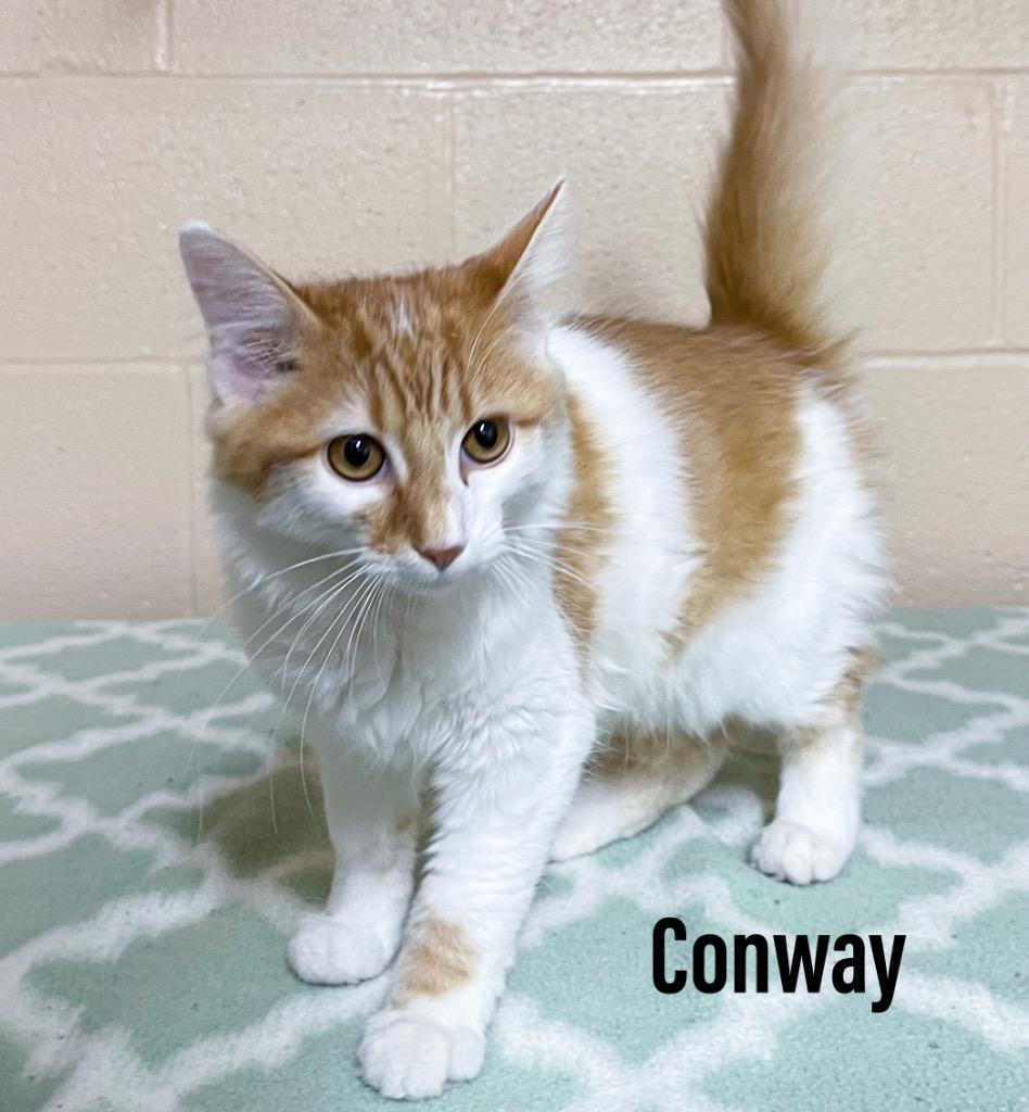 Conway, Adoptable, Kitten Male Domestic Medium Hair.