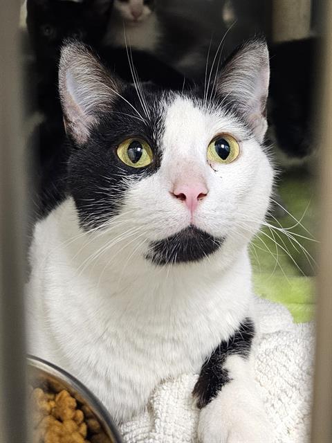 SUMMER, Adoptable, Adult Female Domestic Short Hair.