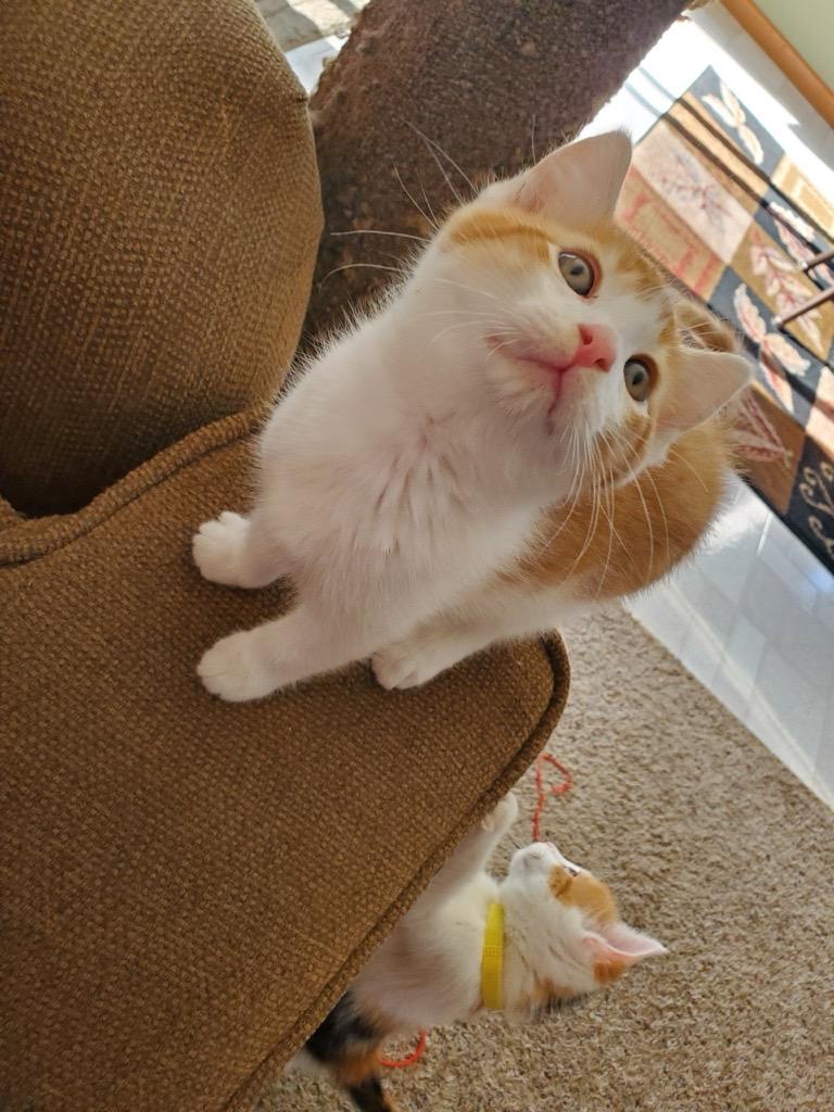 Enlarge Kissie and Ollie (Bonded Siblings), a ADOPTABLE Domestic Short Hair in Farmington, MN image 2/4
