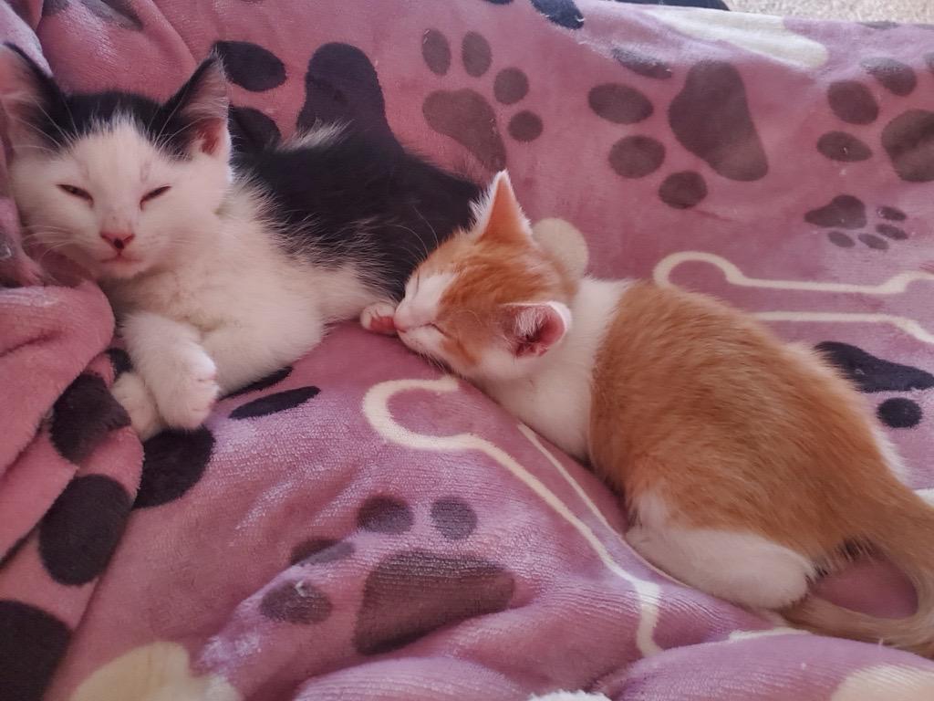 Enlarge Kissie and Ollie (Bonded Siblings), a ADOPTABLE Domestic Short Hair in Farmington, MN image 3/4