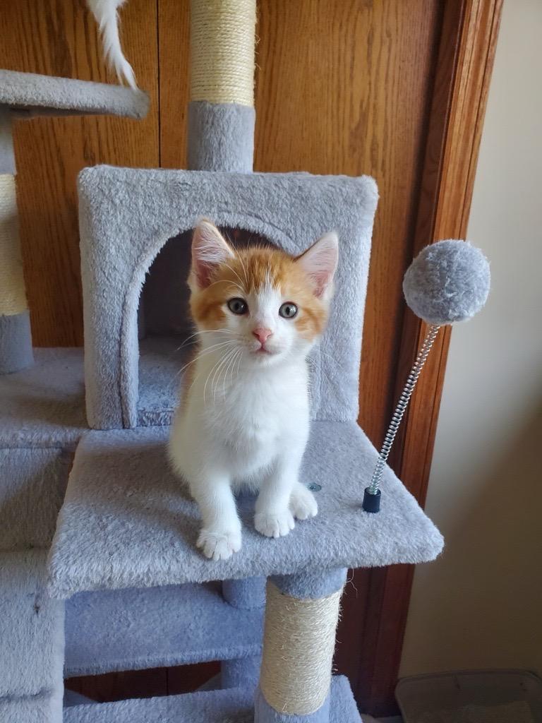 Enlarge Kissie and Ollie (Bonded Siblings), a ADOPTABLE Domestic Short Hair in Farmington, MN image 4/4