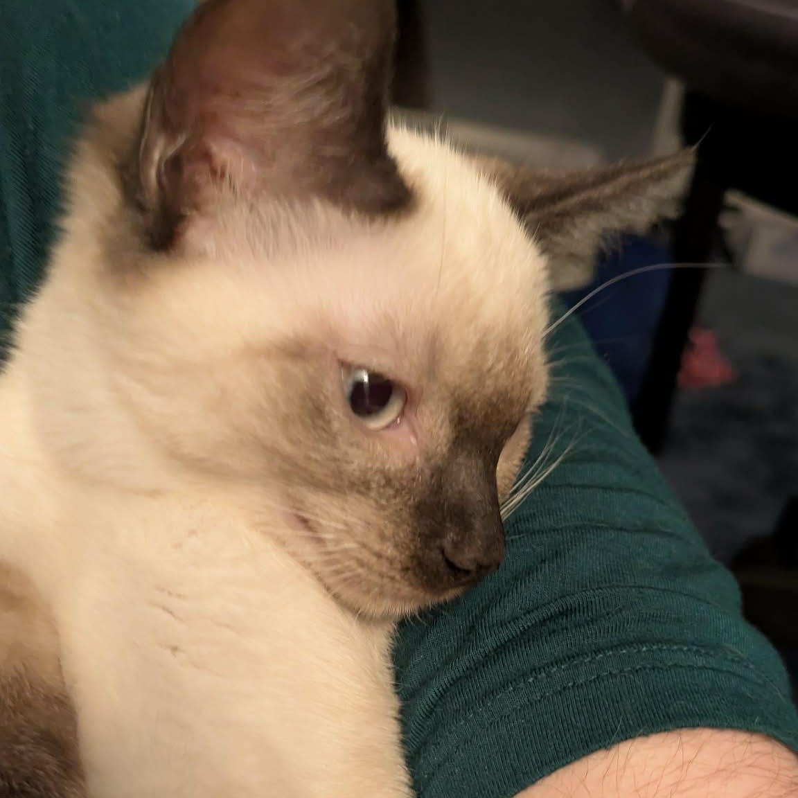 Enlarge Evelyn, a Adopted Siamese in Fairborn, OH image 2/3