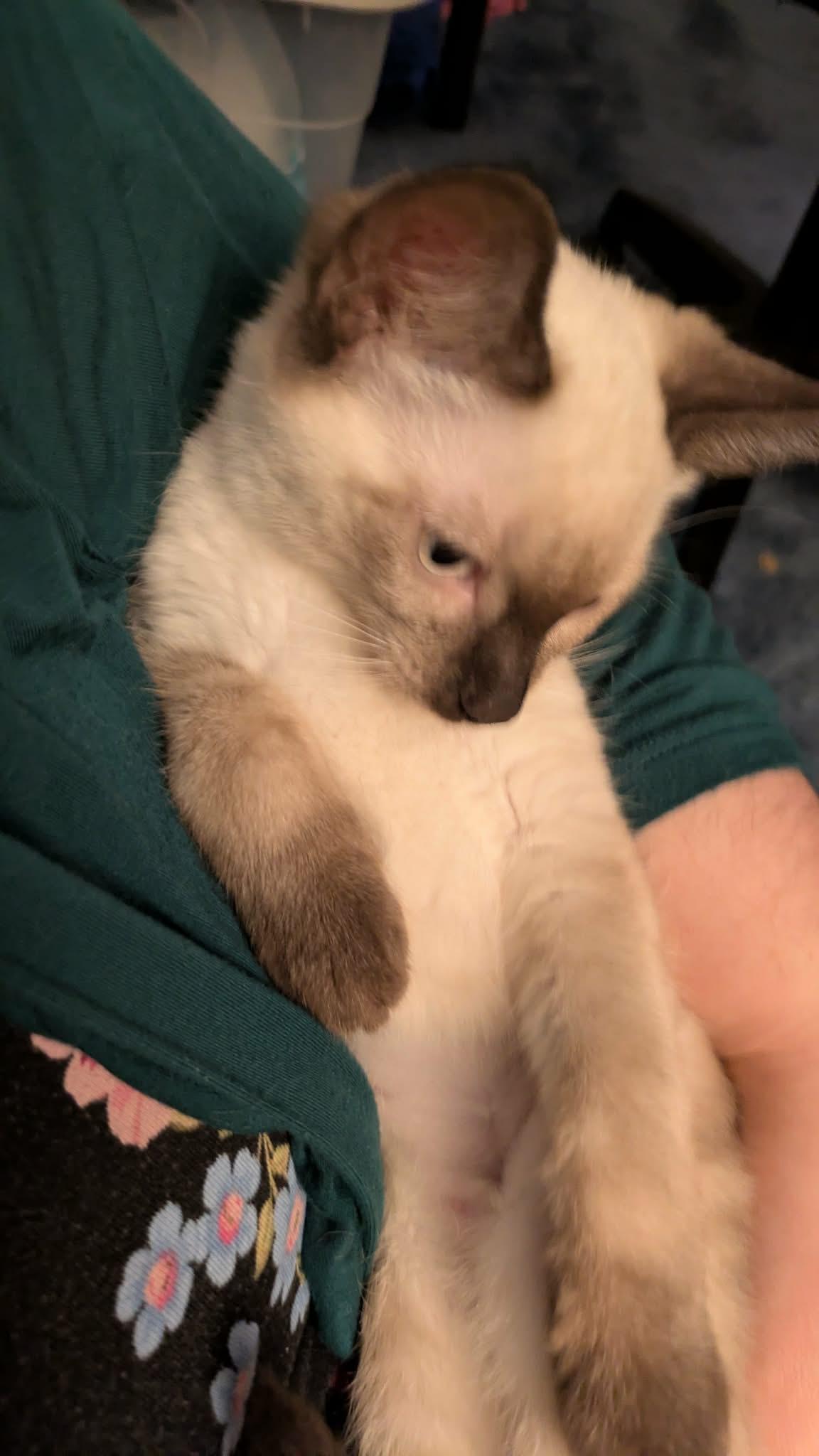 Enlarge Evelyn, a Adopted Siamese in Fairborn, OH image 3/3