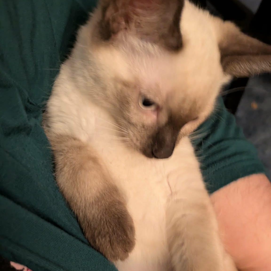 Evelyn, Adopted, Kitten Female Siamese.