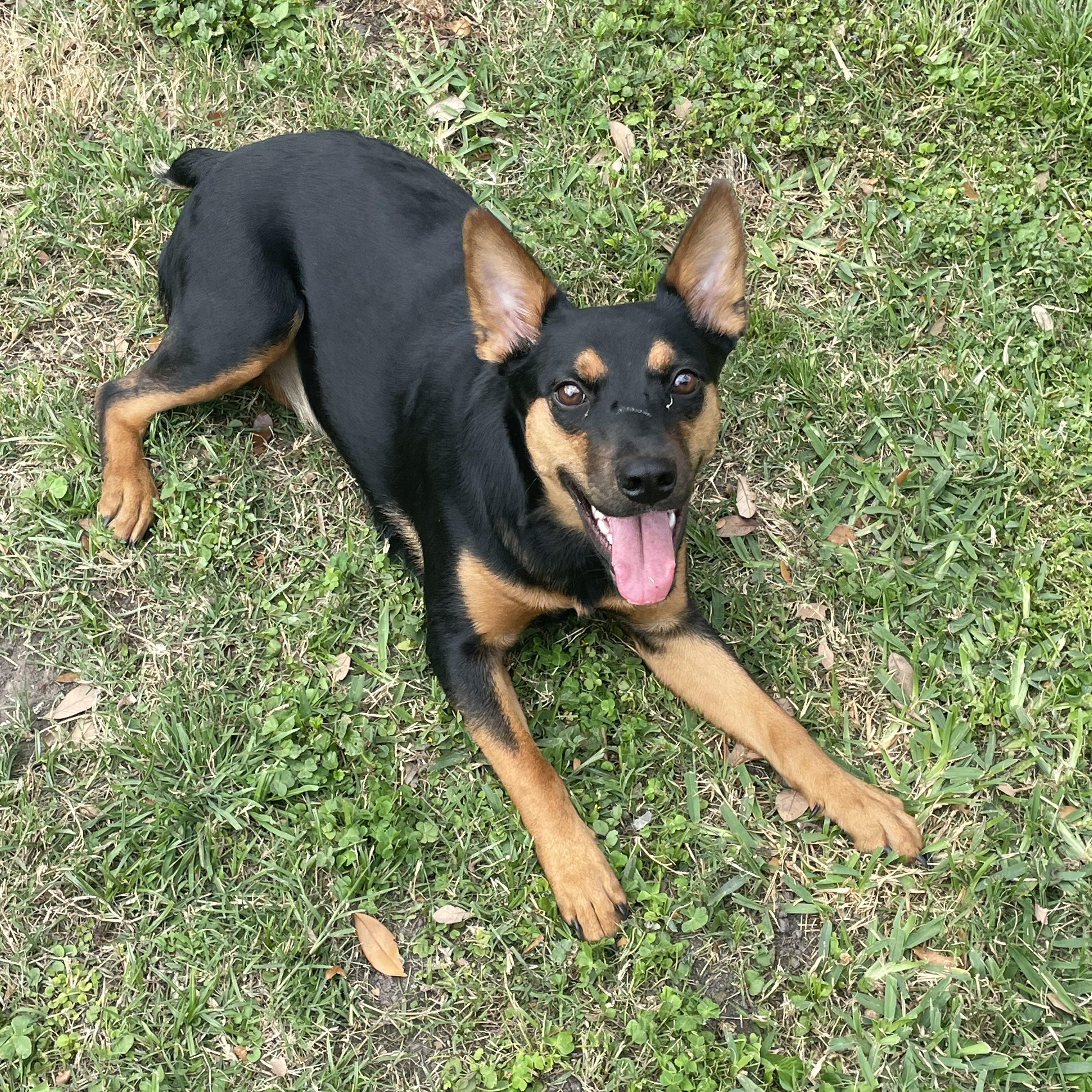 Enlarge Darcy, an adoption pending Doberman Pinscher in North Vancouver, BC image 2/4