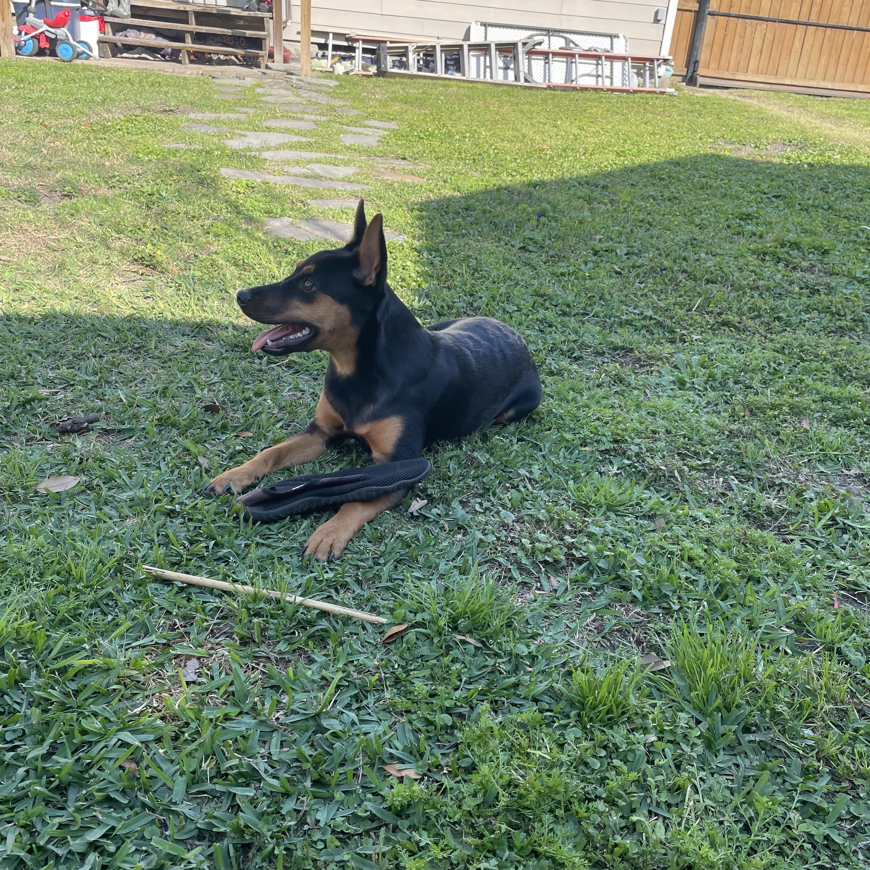 Enlarge Darcy, an adoption pending Doberman Pinscher in North Vancouver, BC image 4/4
