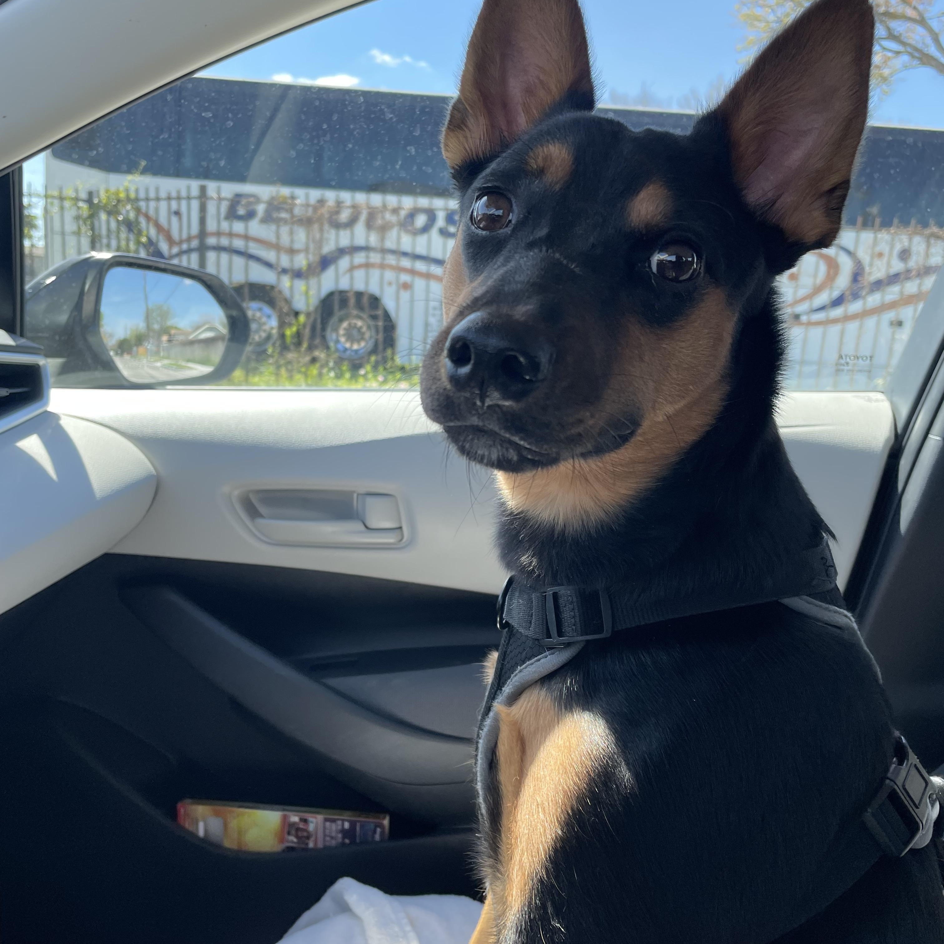 Enlarge Darcy, an adoption pending Doberman Pinscher in North Vancouver, BC image 1/4