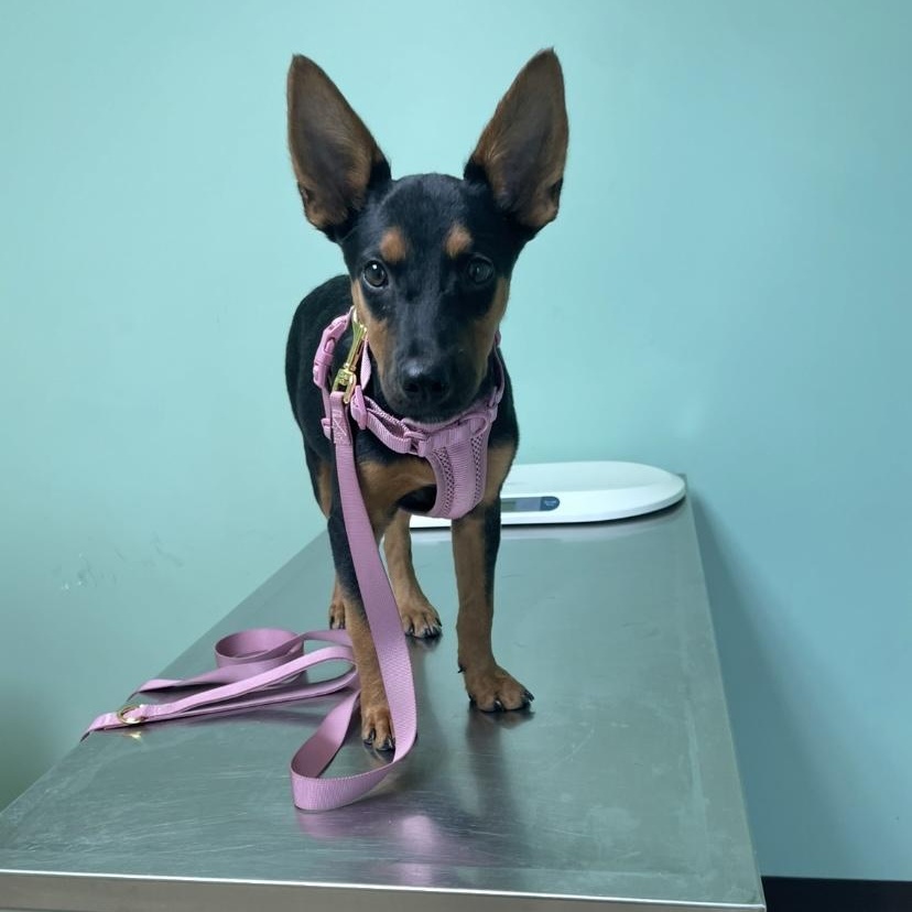 Enlarge Darcy, an adoption pending Doberman Pinscher in North Vancouver, BC image 3/4