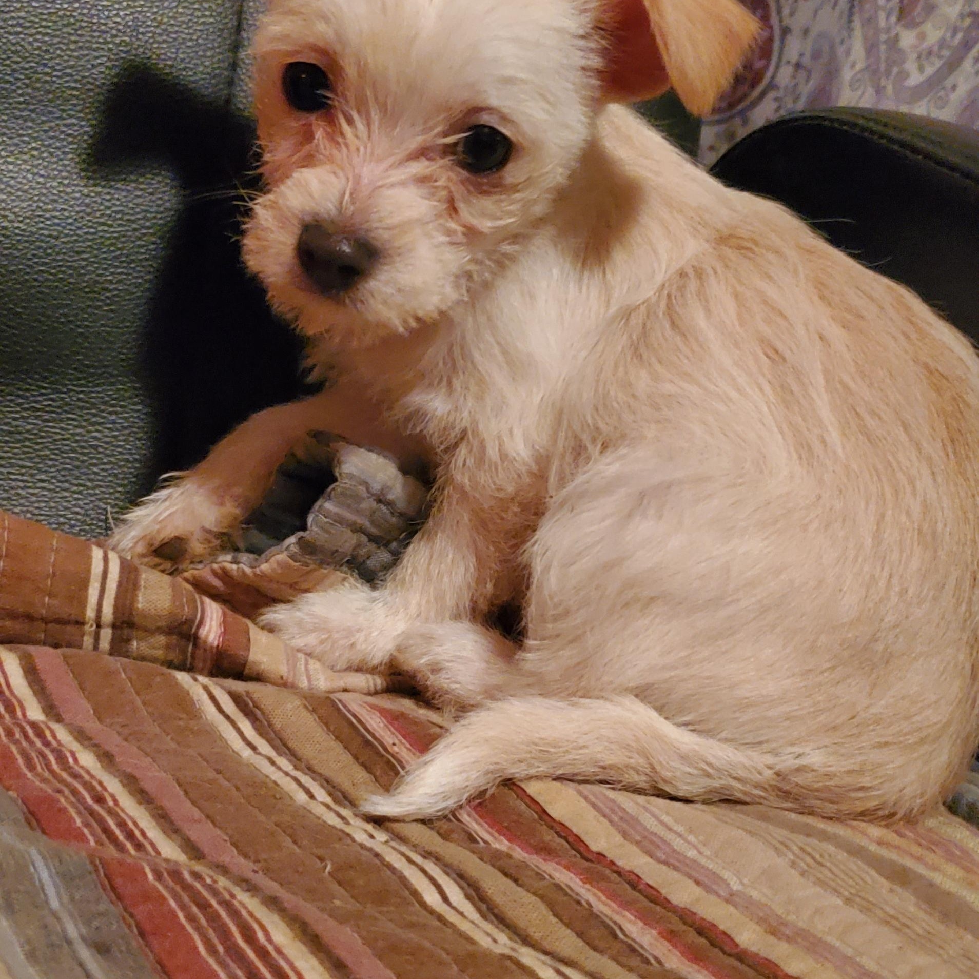 Lucy, an adopted mixed breed in Campton, KY image 1/3