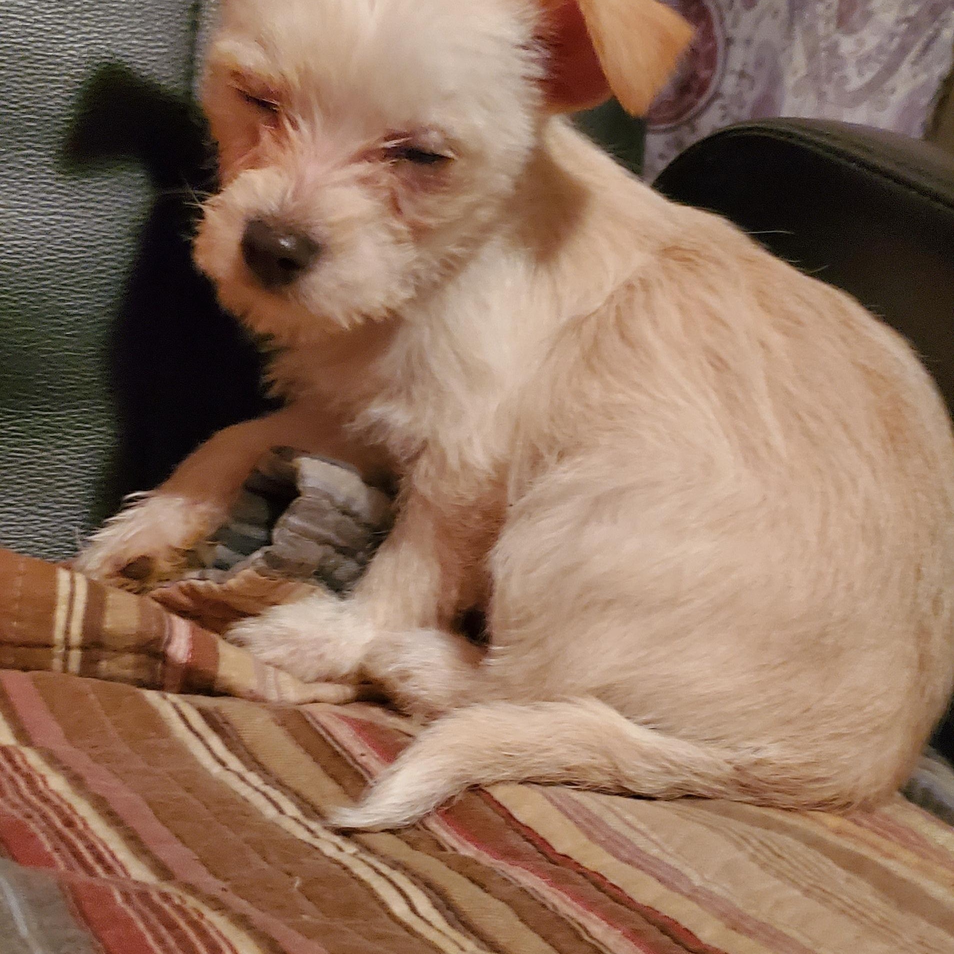 Lucy, an adopted mixed breed in Campton, KY image 2/3