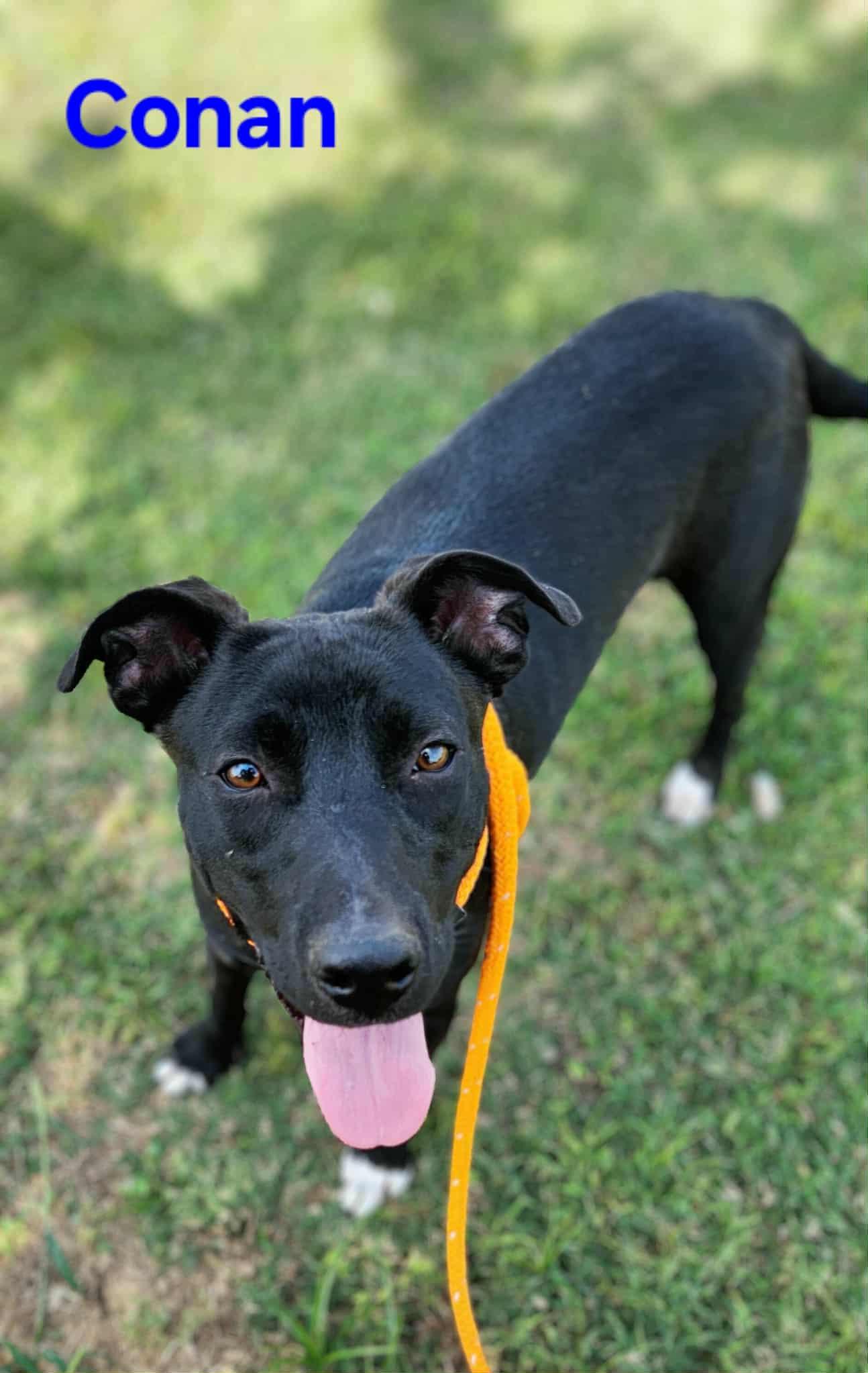 Conan, Adoptable, Young Male Mixed Breed.