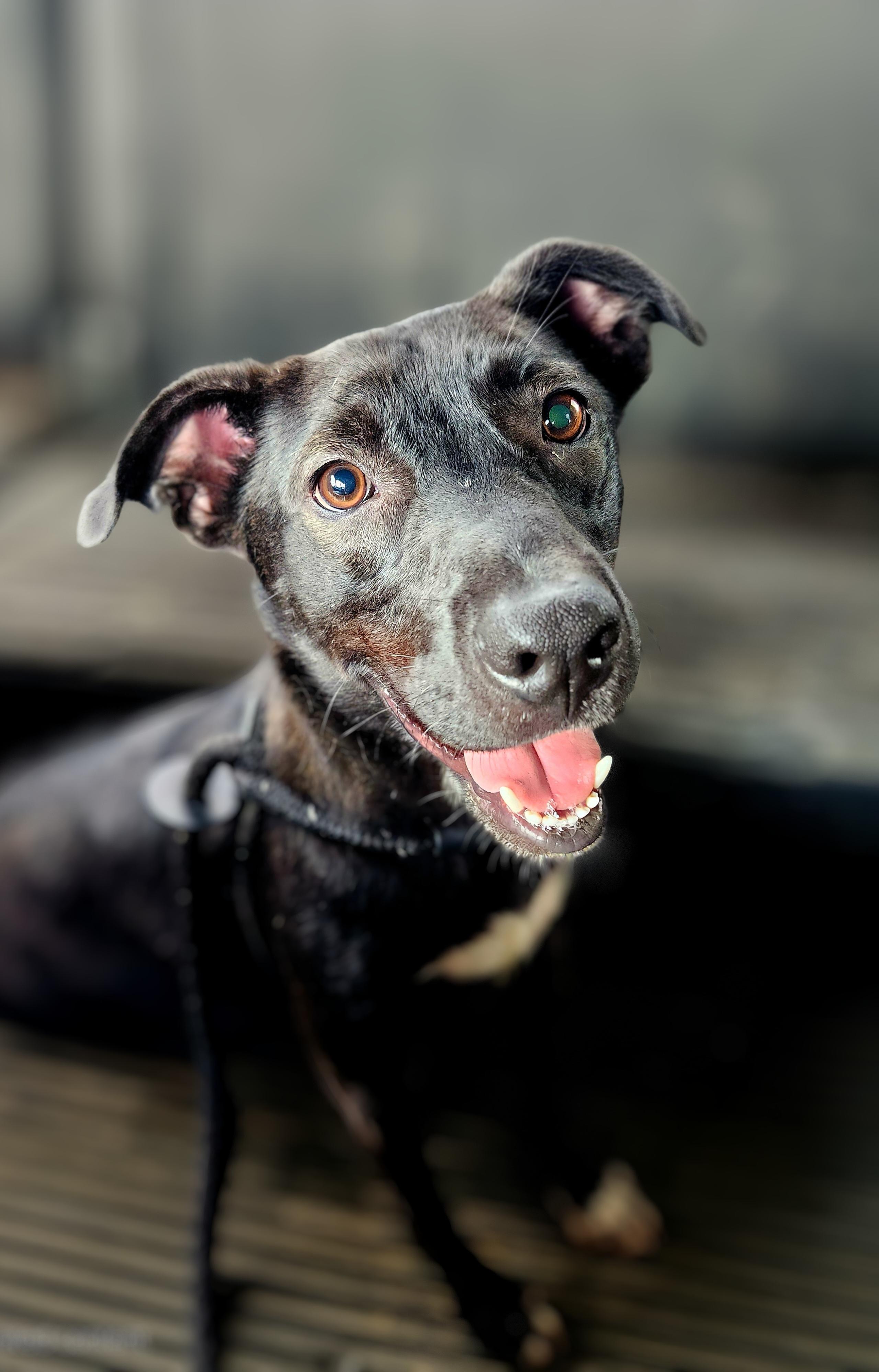 Enlarge Conan, a Adoptable Mixed Breed in Greenville, KY image 1/1