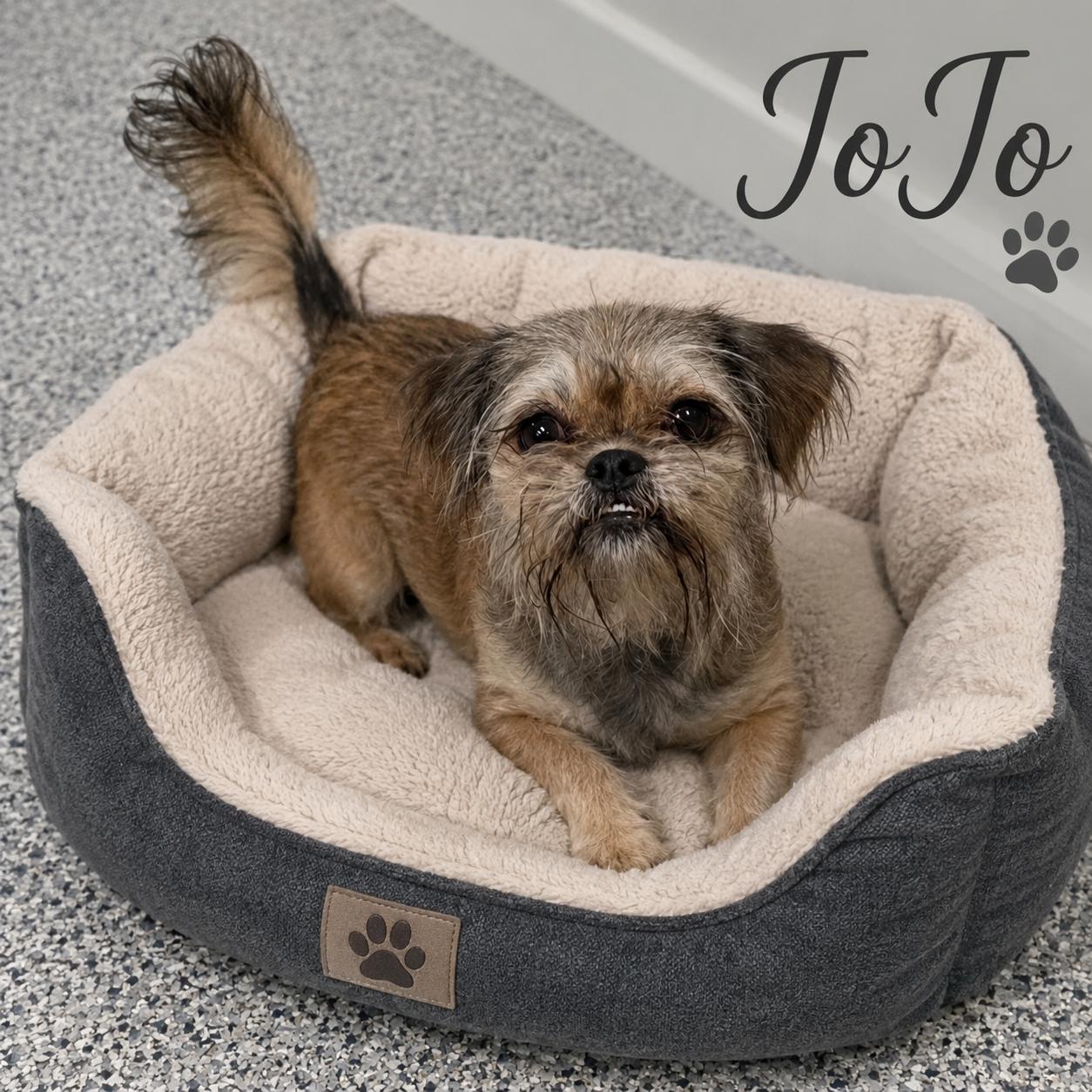JoJo, adopted, Young Female Shih Tzu & Pekingese.