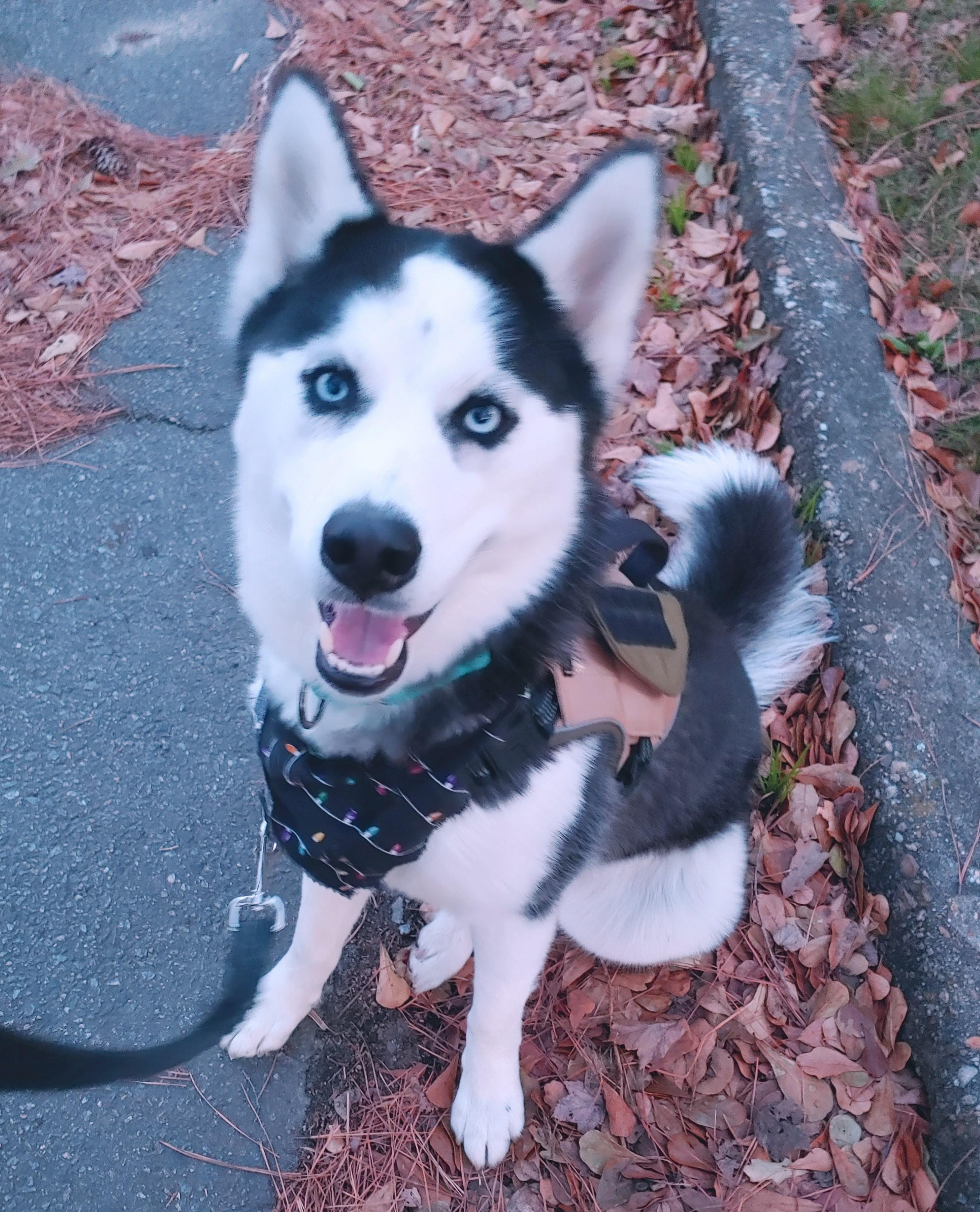 Runa, Adoptable, Young Female Husky.