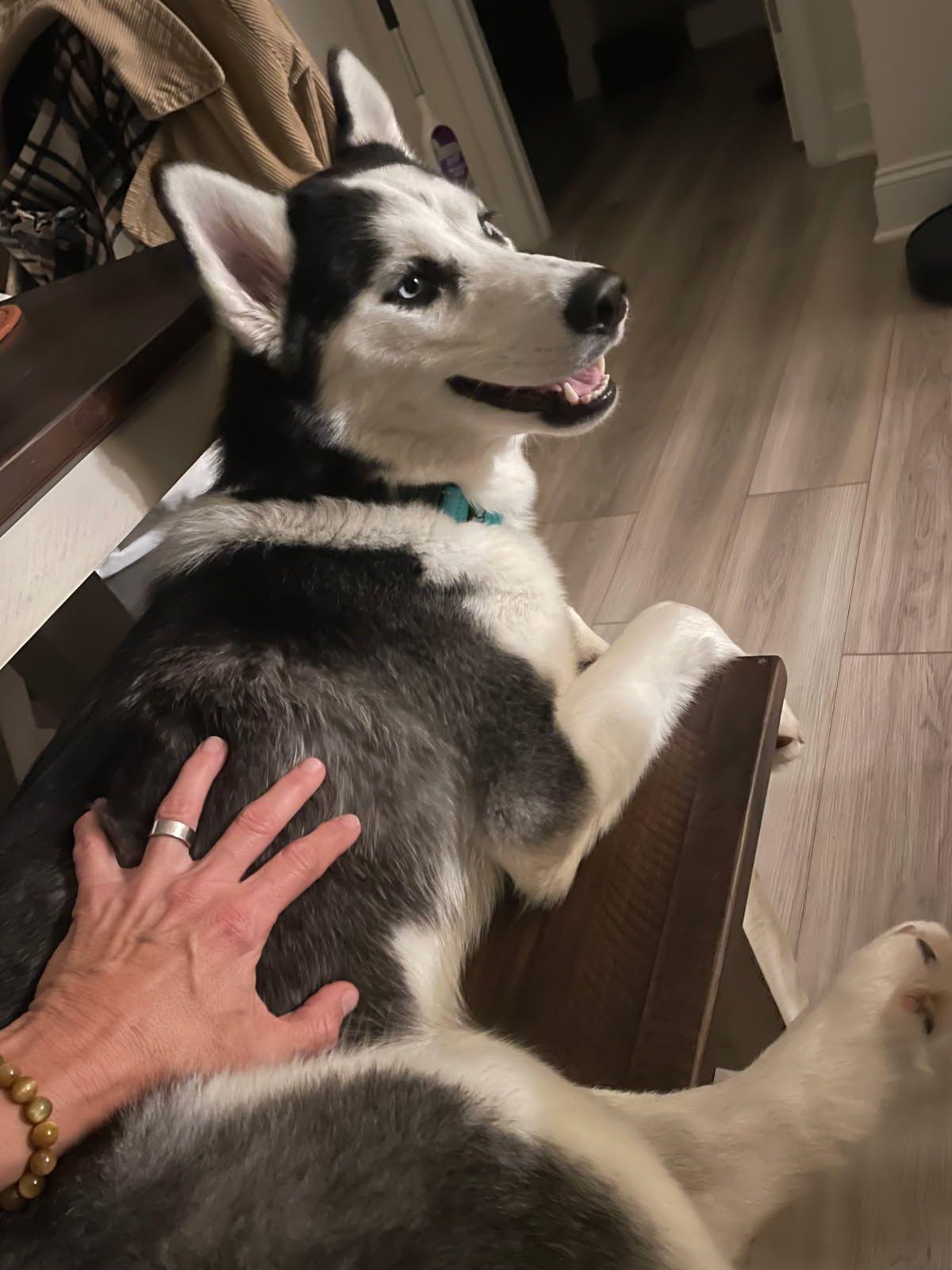 Enlarge Runa, a Adoptable Husky in Chesapeake, VA image 2/6