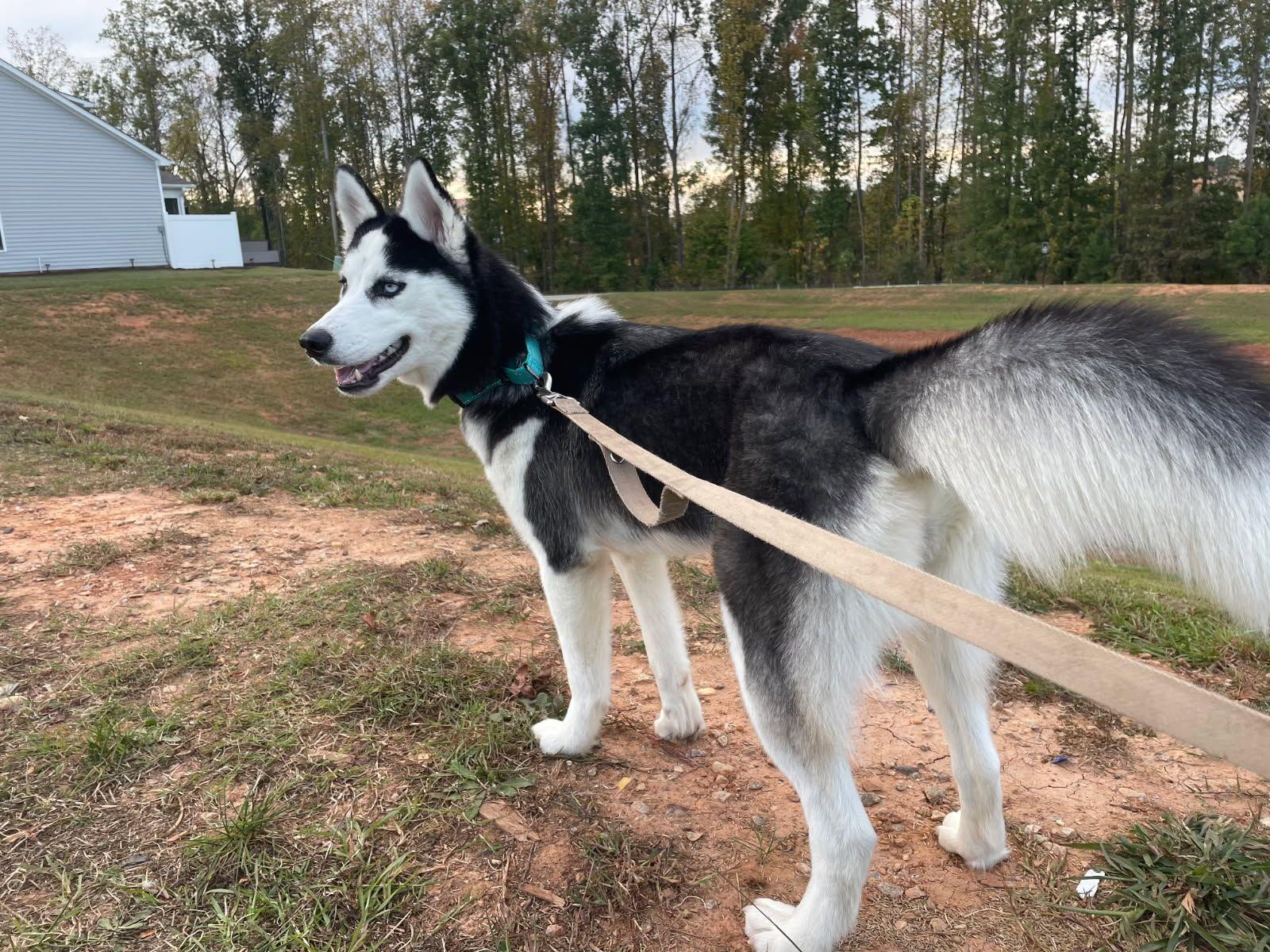 Enlarge Runa, a Adoptable Husky in Chesapeake, VA image 3/6