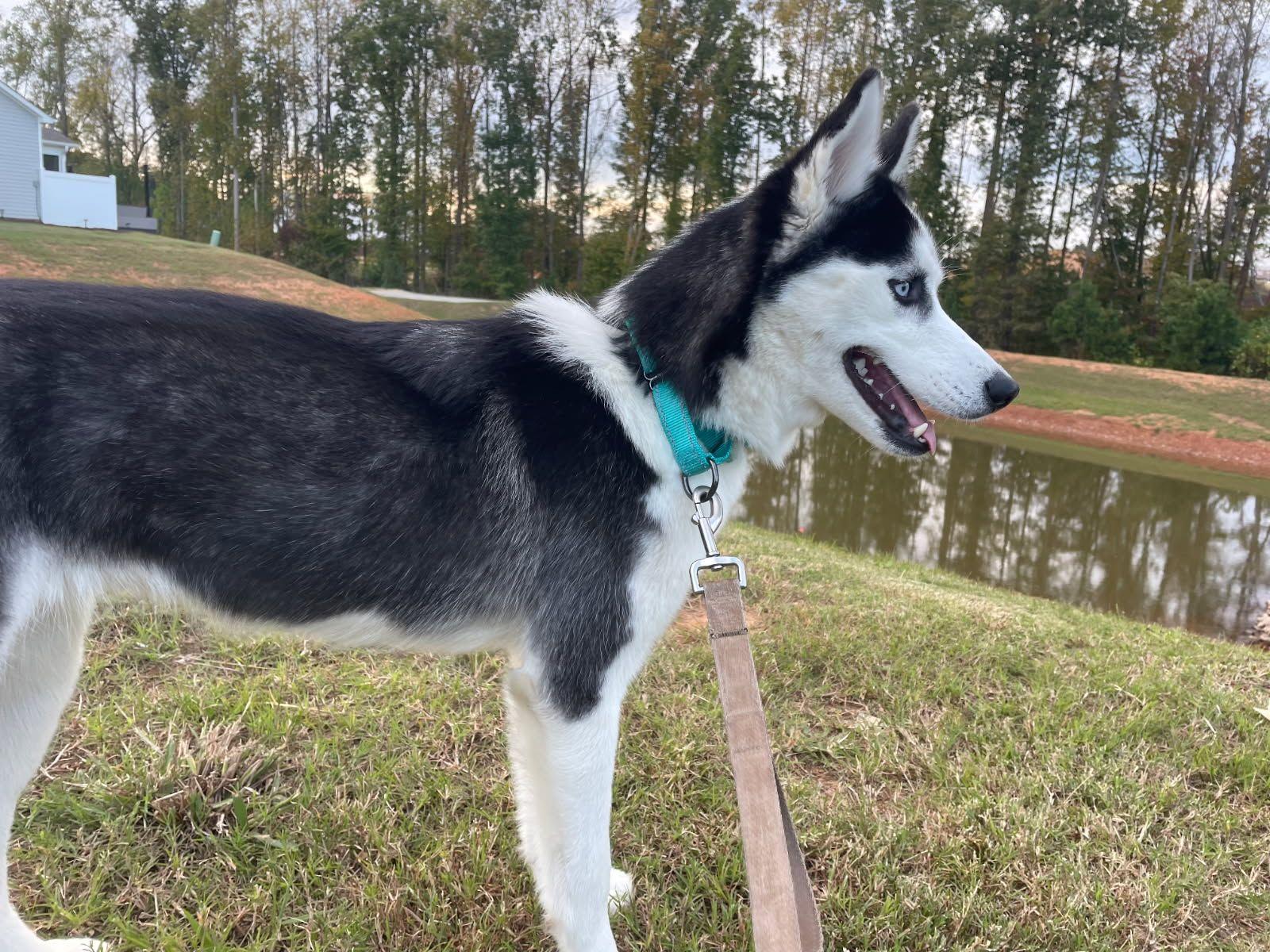 Enlarge Runa, a Adoptable Husky in Chesapeake, VA image 4/6