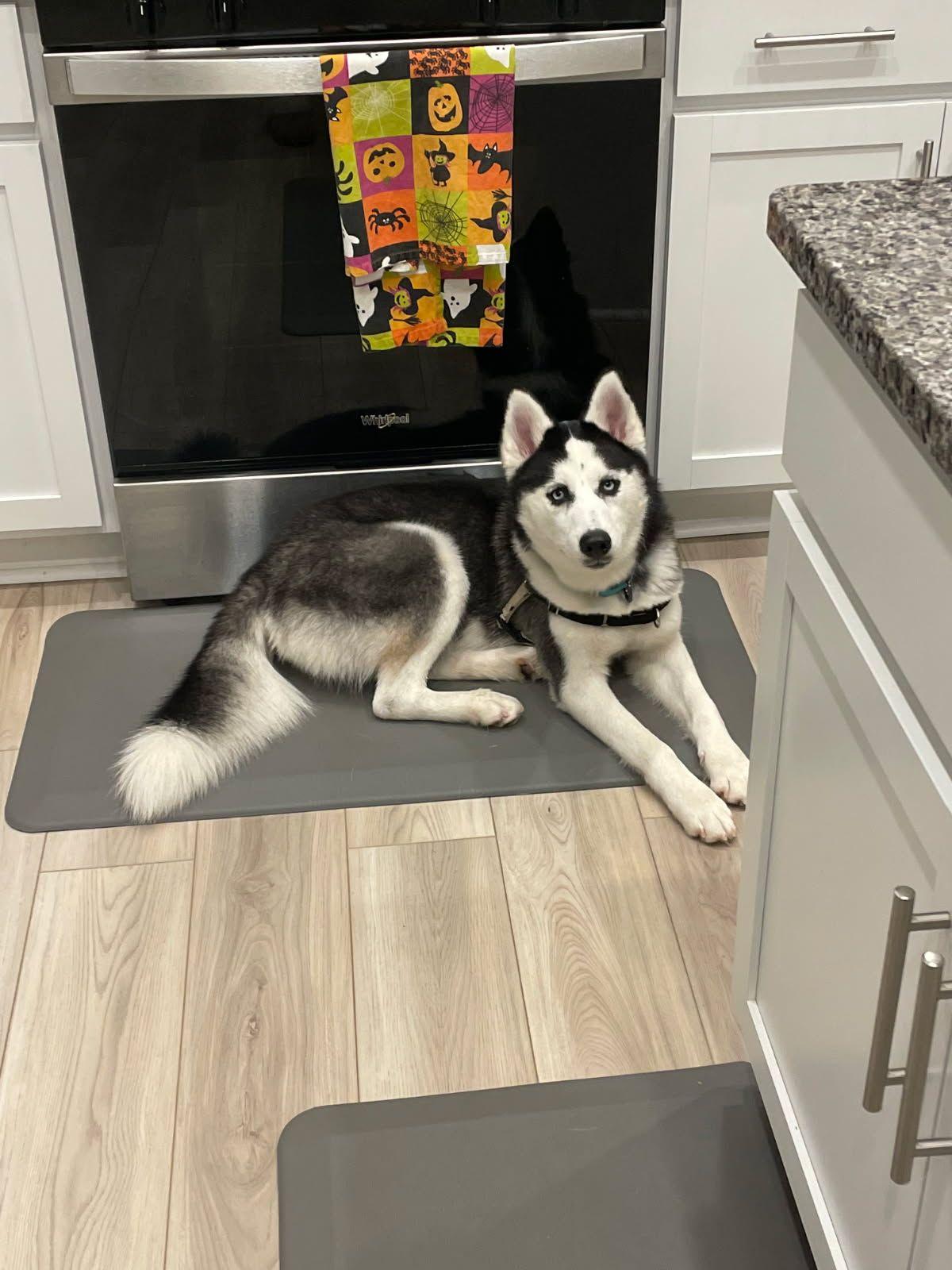 Enlarge Runa, a Adoptable Husky in Chesapeake, VA image 5/6