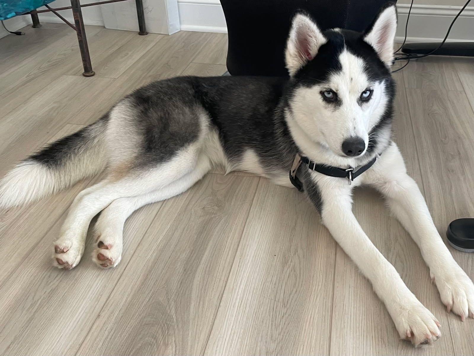 Enlarge Runa, a Adoptable Husky in Chesapeake, VA image 6/6