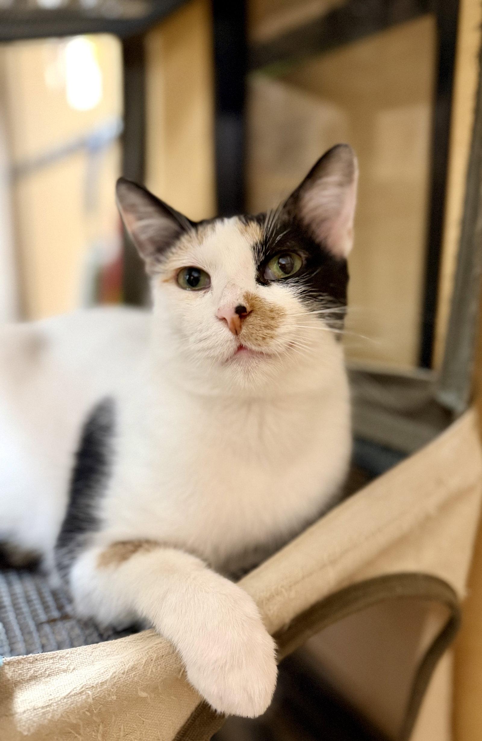Michele, Adoptable, Adult Female Domestic Short Hair.