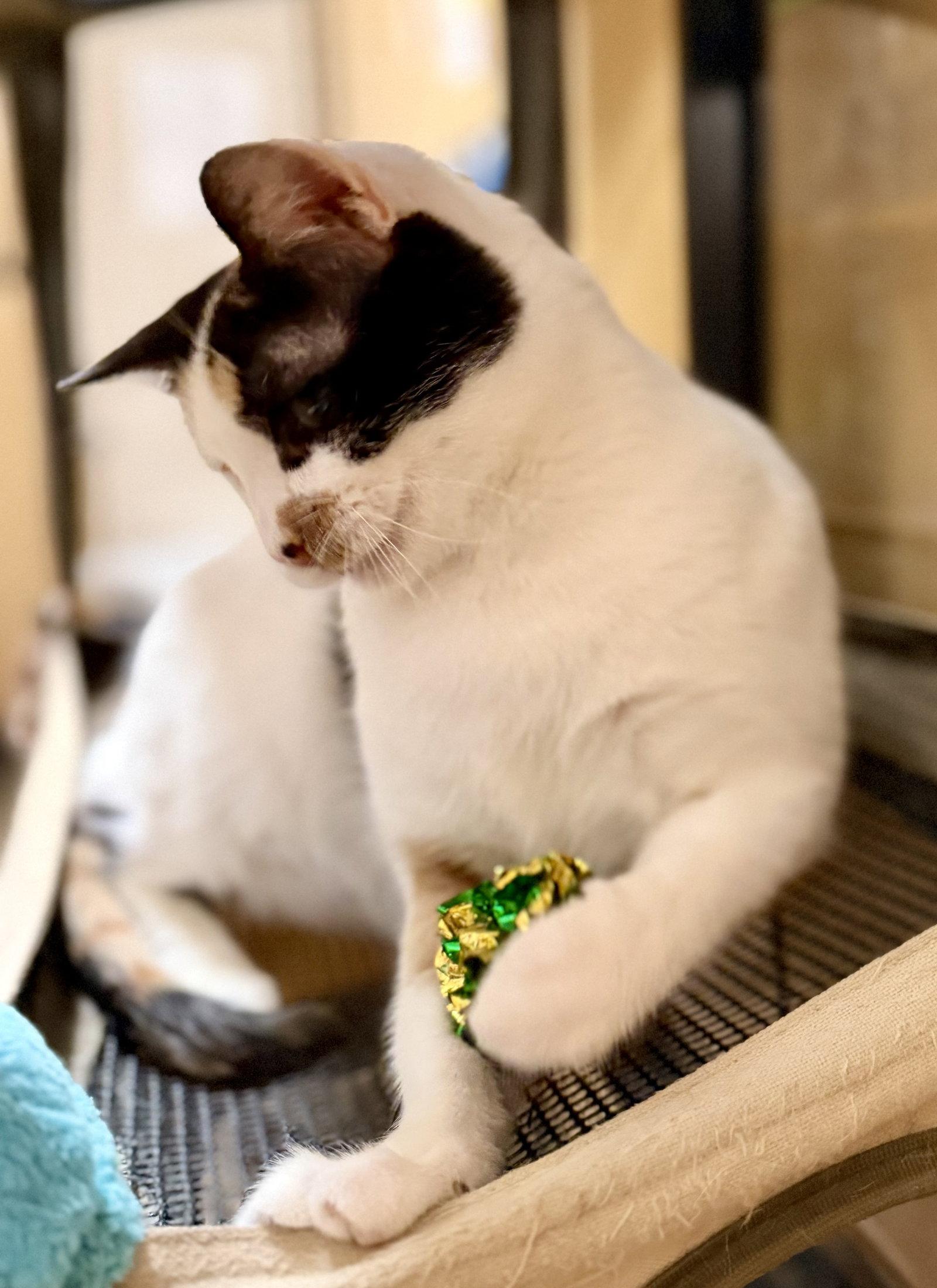 Enlarge Michele, a Adoptable Domestic Short Hair in Kansas City, MO image 2/3