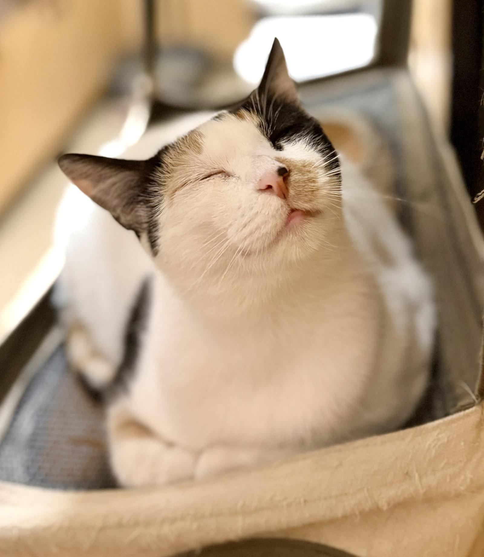 Enlarge Michele, a Adoptable Domestic Short Hair in Kansas City, MO image 3/3