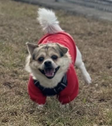 Enlarge Beanie, a Adoptable mixed breed in Closter, NJ image 5/5